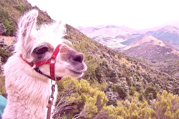 Kaikoura Llama Trekking - spectacular countryside